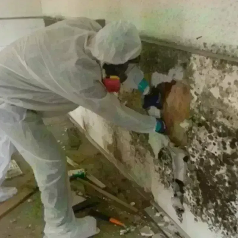 Mold Remediation and Removal in Rome, NY